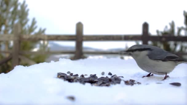 Carino Selvatico Piccolo Uccello Nuthatch Alimentazione Semi Sul Ponte Osservazione — Video Stock