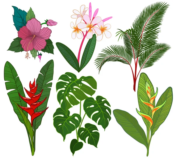 Colección de flores y plantas tropicales — Vector de stock