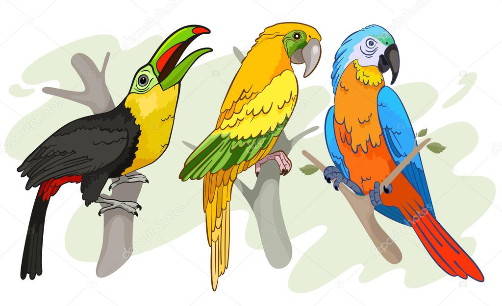 Tropical birds