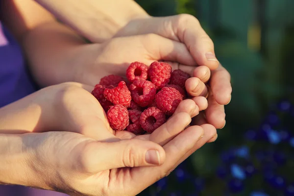 handful of red ripe raspberries in hands