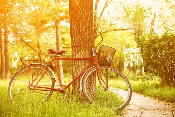 Bicicletta vintage vicino all'albero nel parco — Foto Stock