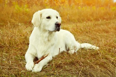 perro labrador joven