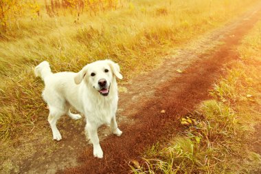 Açık havada Labrador geri almak