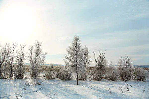 Vackra vinterlandskap — Stockfoto