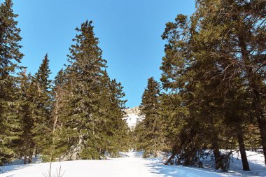 Manzaralı kış manzarası. köknar ağaçları olan orman