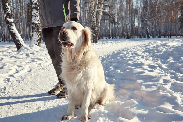 Labrador retriever pies na spacer i szkolenia z właścicielem człowieka w zimie na świeżym powietrzu — Zdjęcie stockowe