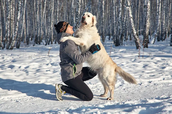 Labrador retriever pies na spacer i szkolenia z właścicielem człowieka w zimie na świeżym powietrzu — Zdjęcie stockowe