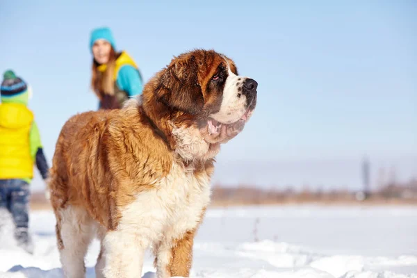 St. Bernard köpeği kışın karda oynuyor. — Stok fotoğraf