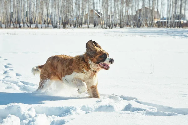 Pies bernardyński bawi się w śniegu zimą — Zdjęcie stockowe
