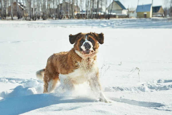 Pies bernardyński bawi się w śniegu zimą — Zdjęcie stockowe