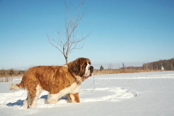 Собака Сен-Бернард зимой играет на снегу — стоковое фото