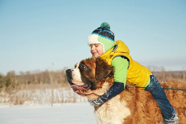 Aktiver kleiner Junge auf dem Pferderücken Bernhardiner Hund im Winter Stockfoto