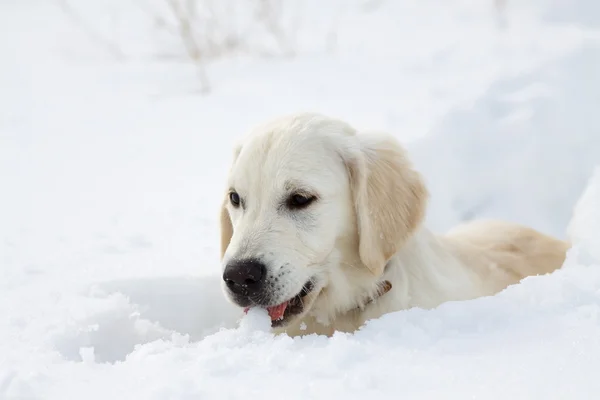 Labrador retriever szczeniak w zimie — Zdjęcie stockowe