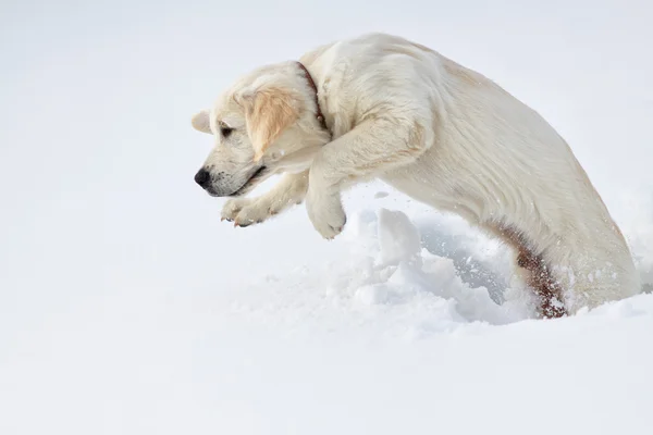 Лабрадор ретривер щенячий пес зимой — стоковое фото