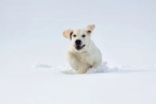Лабрадор ретривер щенячий пес зимой — стоковое фото
