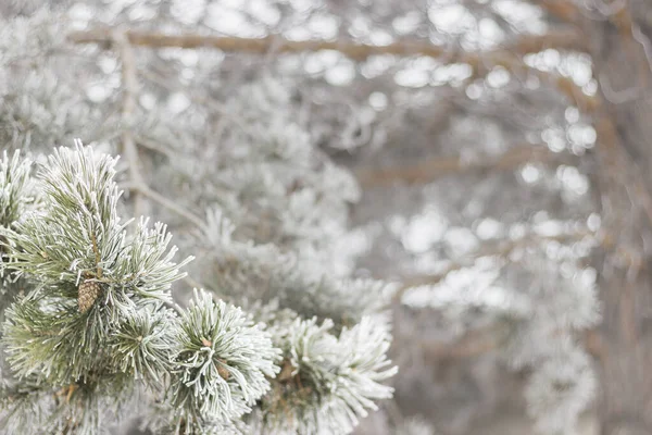 Snowy Pinheiro Ramo Inverno Livre Abstrato Fundo — Fotografia de Stock