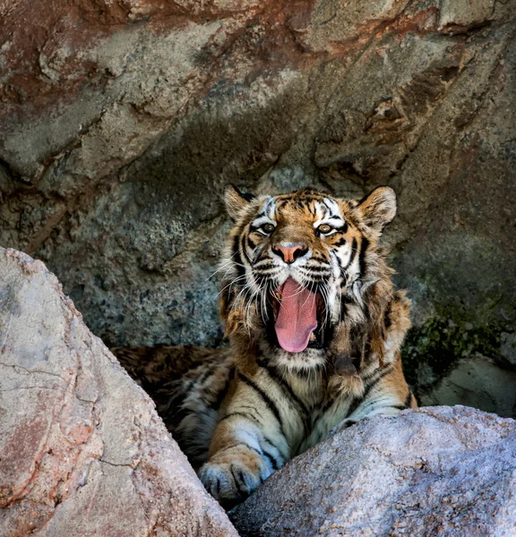 Sibirsk tiger – stockfoto