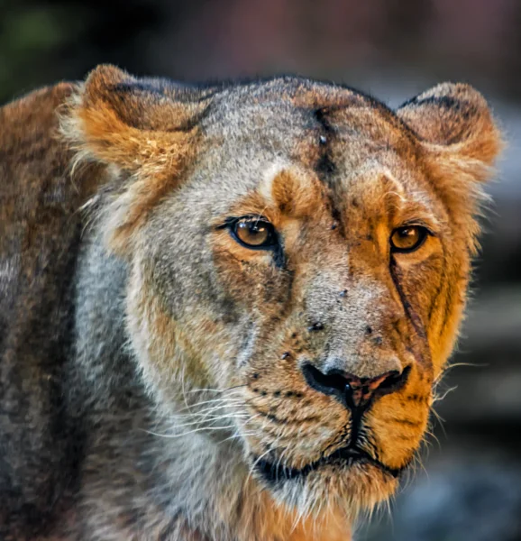 Lioness — Stock Photo, Image