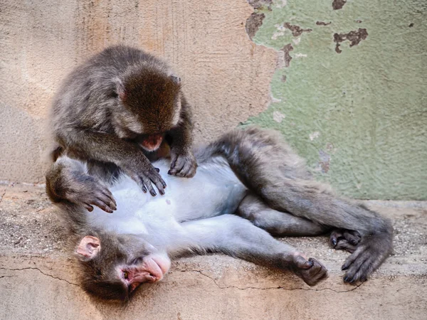 Japanese macaques — Stock Photo, Image