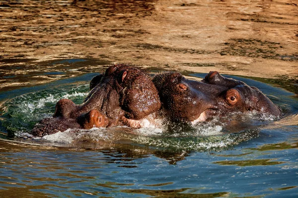 Hippo kyss — Stockfoto