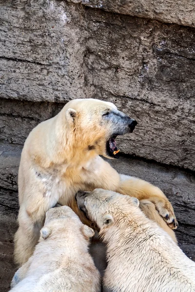 Filhotes de urso polar — Fotografia de Stock