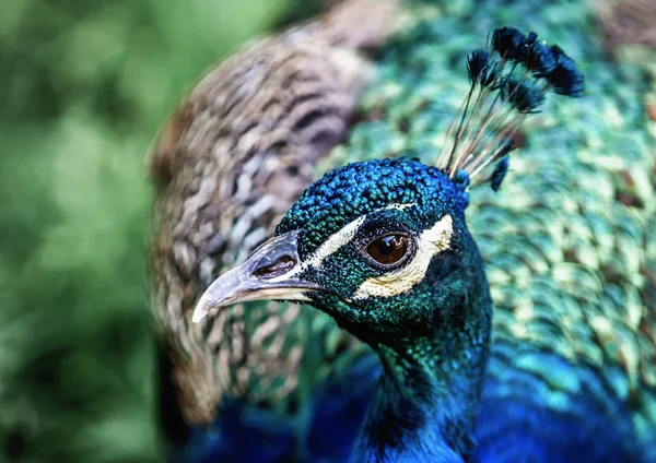 Pfau — Stockfoto