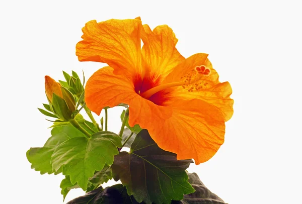 Rose mallow närbild — Stockfoto