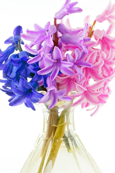 Hyacinths closeup — Stock Photo, Image