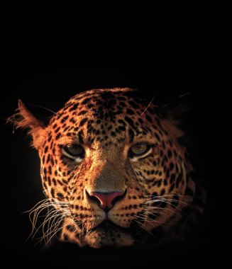 Java parsı yakın çekim