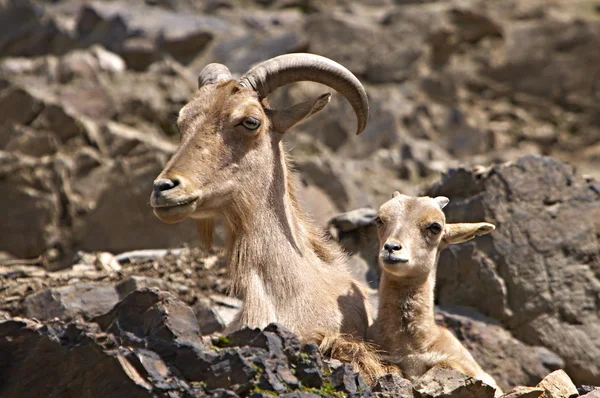 Barbary sheeps — Stock Photo, Image