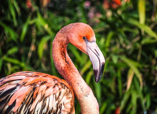 Porträtt av en ung flamingo — Stockfoto