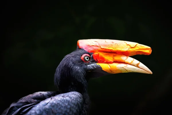 Orrszarvú madár — Stock Fotó