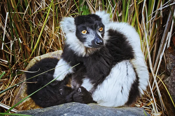 Lemur Ekor Cincin — Stok Foto