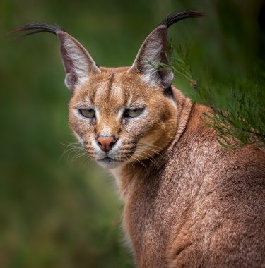 Caracal snarling clipart