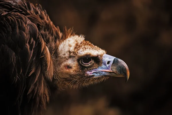 Avvoltoio, grande uccello rapace — Foto Stock