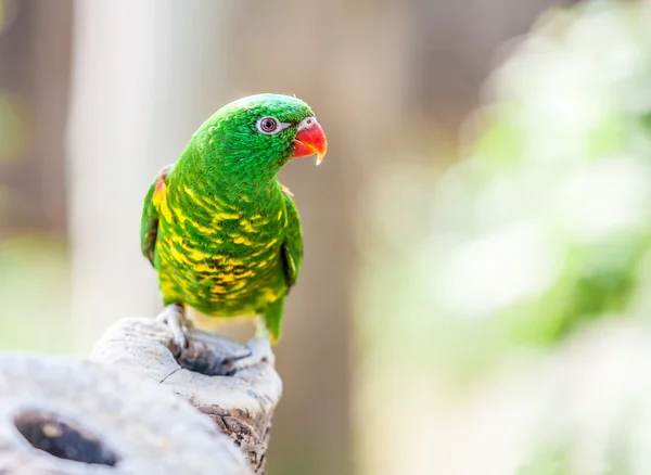 オーストラリア ゴシキセイガイインコ — ストック写真