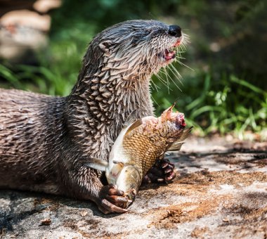 Otter with a carp clipart