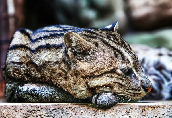 Clouded leopard — Stock Photo, Image