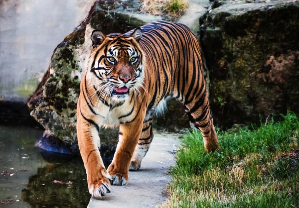 Sumatran tiger — Stock Photo, Image