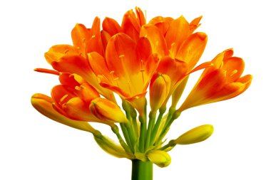 Clivia