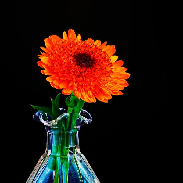 Laranja Flor calêndula — Fotografia de Stock