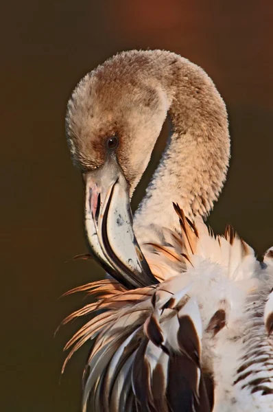 Jovem flamingo — Fotografia de Stock