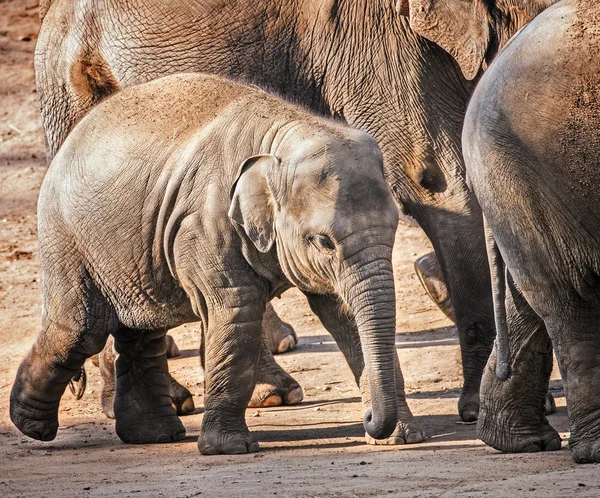 Baby jumbo a piedi Foto Stock Royalty Free