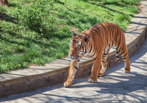 Malayan tiger — Stockfoto