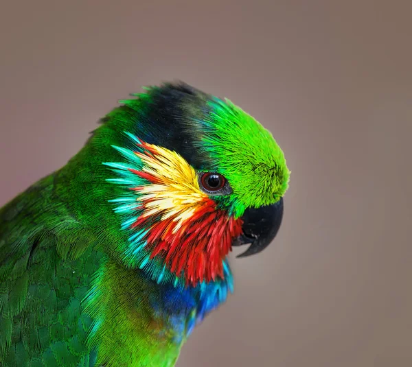 Farbenfroher Papageienkopf — Stockfoto