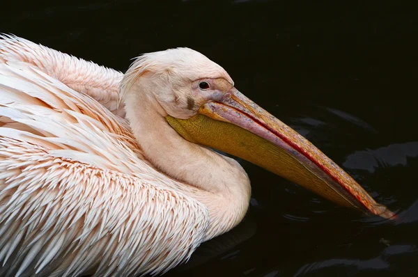 Crested pelican — Stock Photo, Image