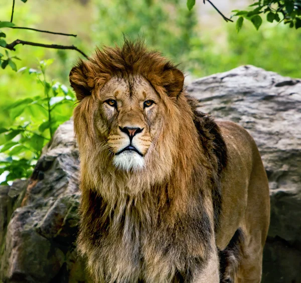 Lion mâle Images De Stock Libres De Droits