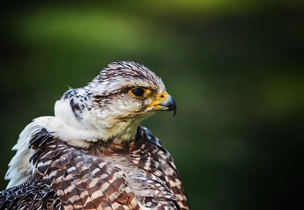 Portrait of the falcon — Stock Photo, Image