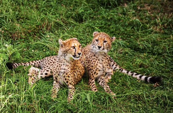 De groene gevel Stockfoto