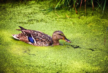 Duckweed içinde genç yaban ördeği
